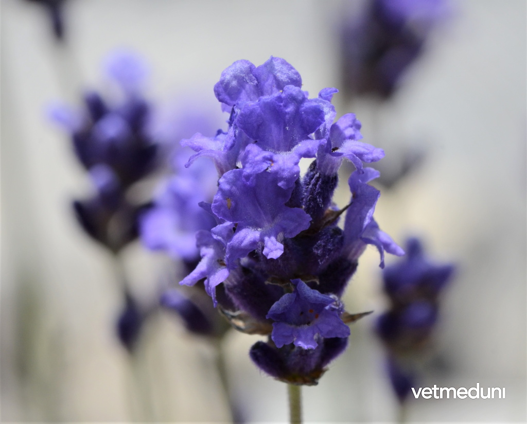Vetmeduni Lavendel, Echter